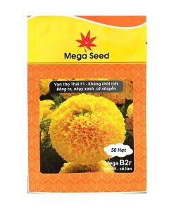 Gói 50 Hạt Giống Vạn Thọ F1 MEGA B2R – Vàng Cao Lỗ, Cổ Lùn, Bông To – Mega Seed