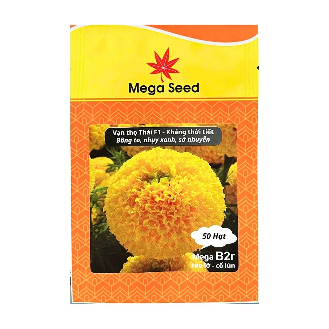 Gói 50 Hạt Giống Vạn Thọ F1 MEGA B2R – Vàng Cao Lỗ, Cổ Lùn, Bông To – Mega Seed