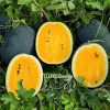 Hạt Giống Dưa Hấu F1 Hoàng Kim Long 368 20g – Ruột Vàng Cam, Trái 3–5kg, Thu 55–60 Ngày - Ảnh 6