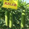 GÓI 2GRAM HẠT GIỐNG BÍ ĐAO VINO KALIB – HẠT GIỐNG F1 - Ảnh 6