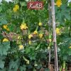 GÓI 2GRAM HẠT GIỐNG BÍ ĐAO VINO KALIB – HẠT GIỐNG F1 - Ảnh 5