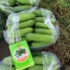 GÓI 2GRAM HẠT GIỐNG BÍ ĐAO VINO KALIB – HẠT GIỐNG F1 - Ảnh 3