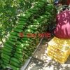 GÓI 2GRAM HẠT GIỐNG BÍ ĐAO VINO KALIB – HẠT GIỐNG F1 - Ảnh 2